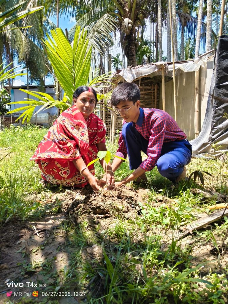 Tree plantation